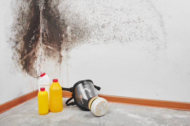 Best Attic Mold Removal  in Edwardsville, PA