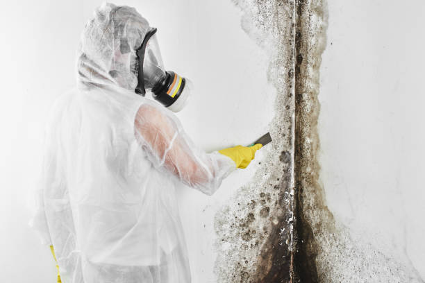 Best Toxic Mold Removal  in Edwardsville, PA