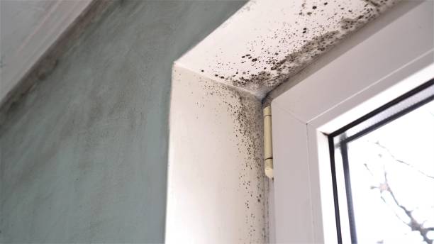 Best Residential Mold Removal  in Edwardsville, PA
