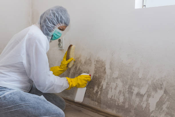 Best Black Mold Removal  in Edwardsville, PA