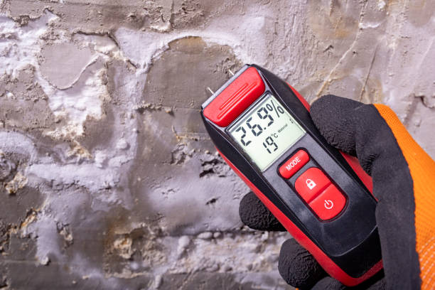 Best Black Mold Removal  in Edwardsville, PA