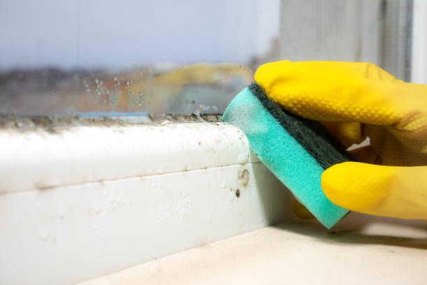 Best Certified Mold Removal  in Edwardsville, PA