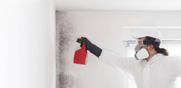 Best Mold Cleaning Services  in Edwardsville, PA