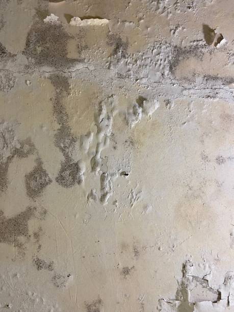Edwardsville, PA Mold Removal Company