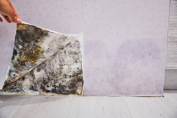 Best Residential Mold Removal  in Edwardsville, PA
